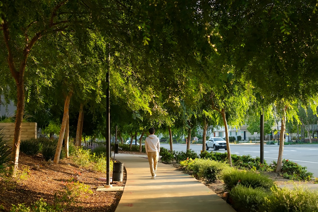 Man walks down a sunlit tree-lined path